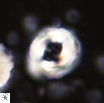 Toweius occultatus 43064