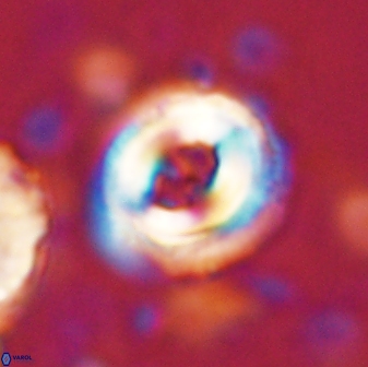 Toweius occultatus 43065