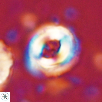 Toweius occultatus 43065