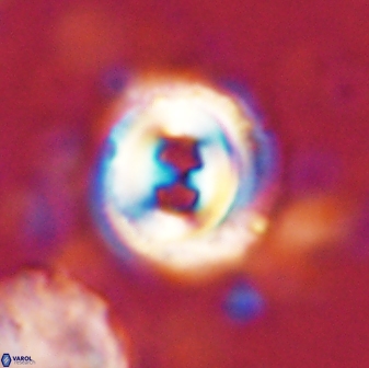 Toweius occultatus 43067
