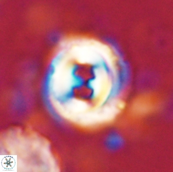Toweius occultatus 43067