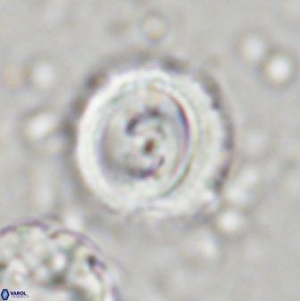 Toweius occultatus 43068