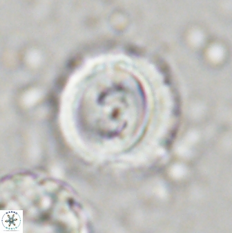 Toweius occultatus 43068