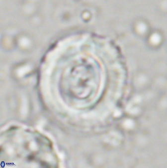 Toweius occultatus 43069