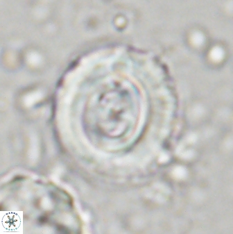Toweius occultatus 43069