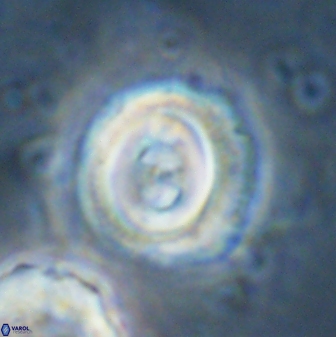 Toweius occultatus 43070