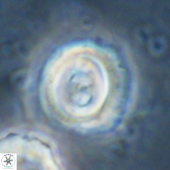 Toweius occultatus 43070