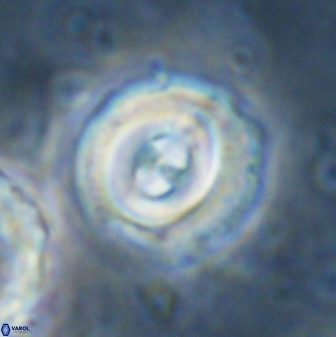 Toweius occultatus 43071