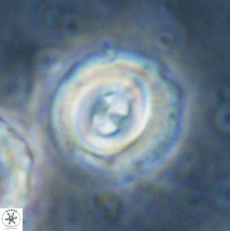 Toweius occultatus 43071
