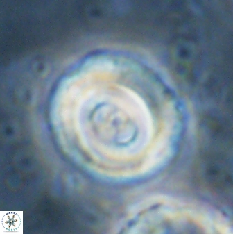 Toweius occultatus 43072
