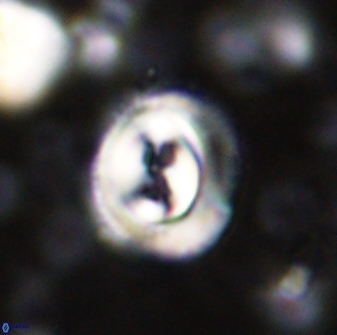 Toweius occultatus 43095