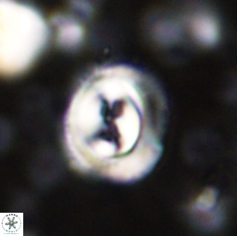 Toweius occultatus 43095