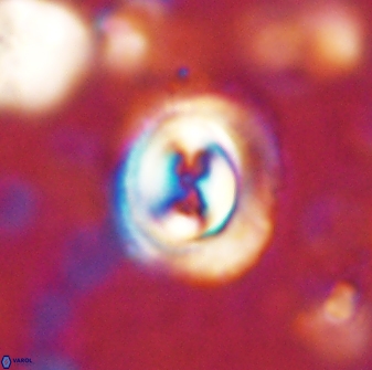 Toweius occultatus 43096