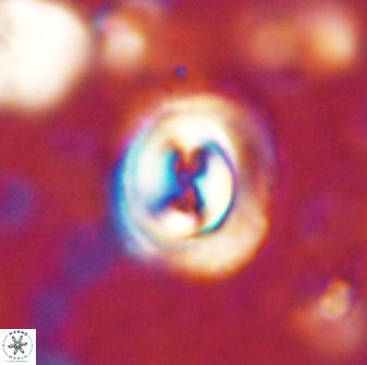 Toweius occultatus 43096