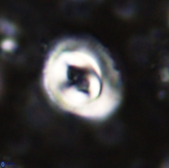 Toweius occultatus 43097