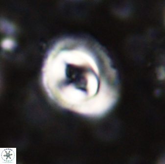 Toweius occultatus 43097