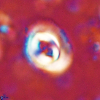 Toweius occultatus 43098