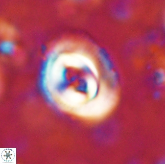 Toweius occultatus 43098