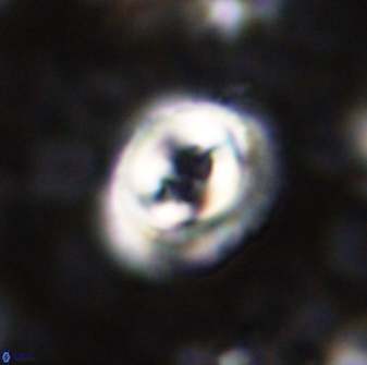 Toweius occultatus 43099