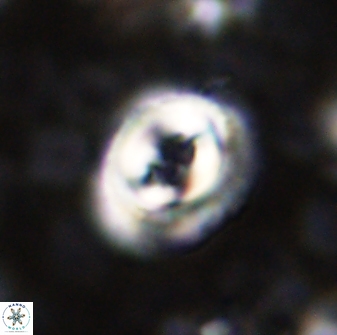 Toweius occultatus 43099