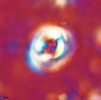Toweius occultatus 43100