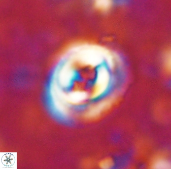 Toweius occultatus 43100