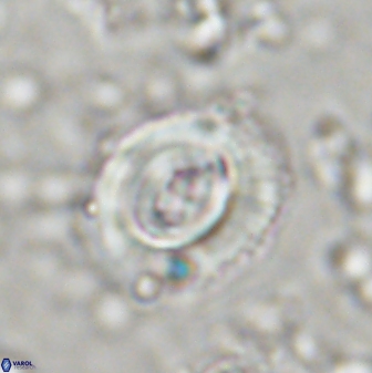 Toweius occultatus 43101