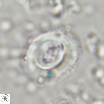 Toweius occultatus 43101