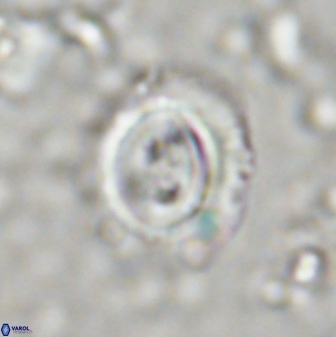 Toweius occultatus 43102