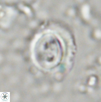 Toweius occultatus 43102