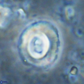 Toweius occultatus 43103