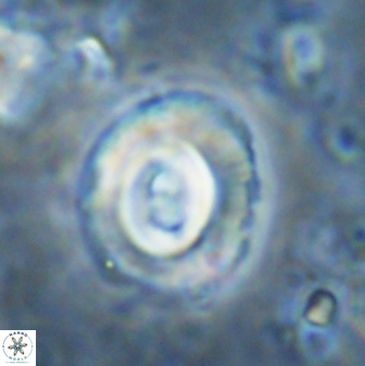 Toweius occultatus 43103
