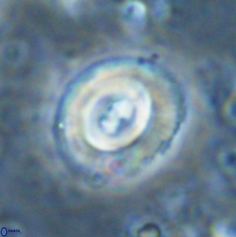 Toweius occultatus 43104