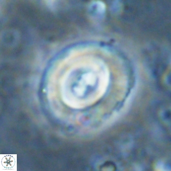 Toweius occultatus 43104