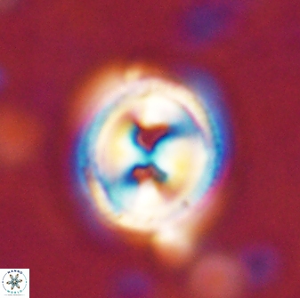 Toweius occultatus 43170