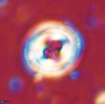 Toweius occultatus 43172
