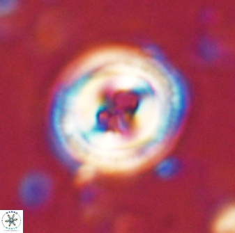 Toweius occultatus 43172