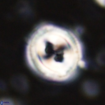 Toweius occultatus 43173