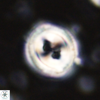 Toweius occultatus 43173