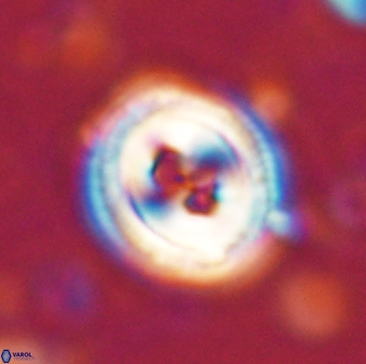 Toweius occultatus 43174