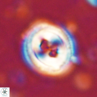 Toweius occultatus 43174