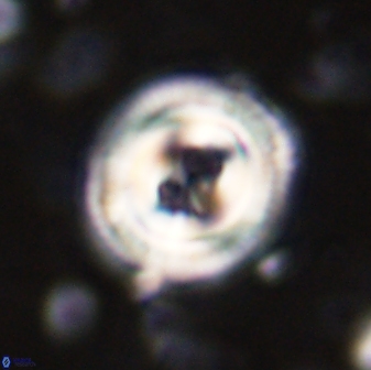 Toweius occultatus 43175