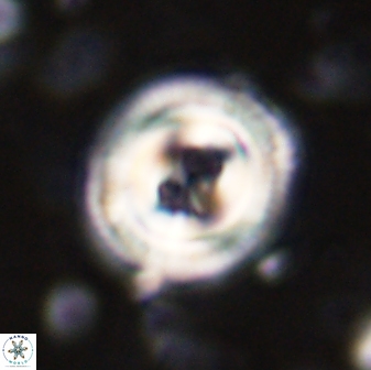 Toweius occultatus 43175