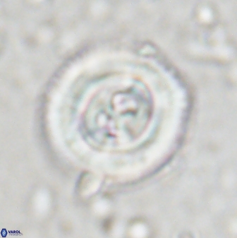 Toweius occultatus 43177