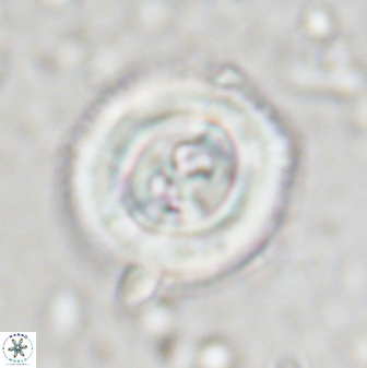 Toweius occultatus 43177