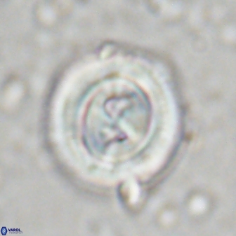 Toweius occultatus 43178