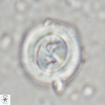 Toweius occultatus 43178