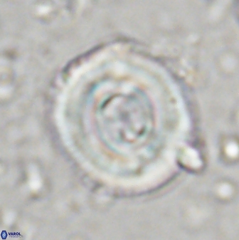 Toweius occultatus 43180