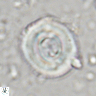 Toweius occultatus 43180
