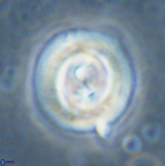 Toweius occultatus 43181